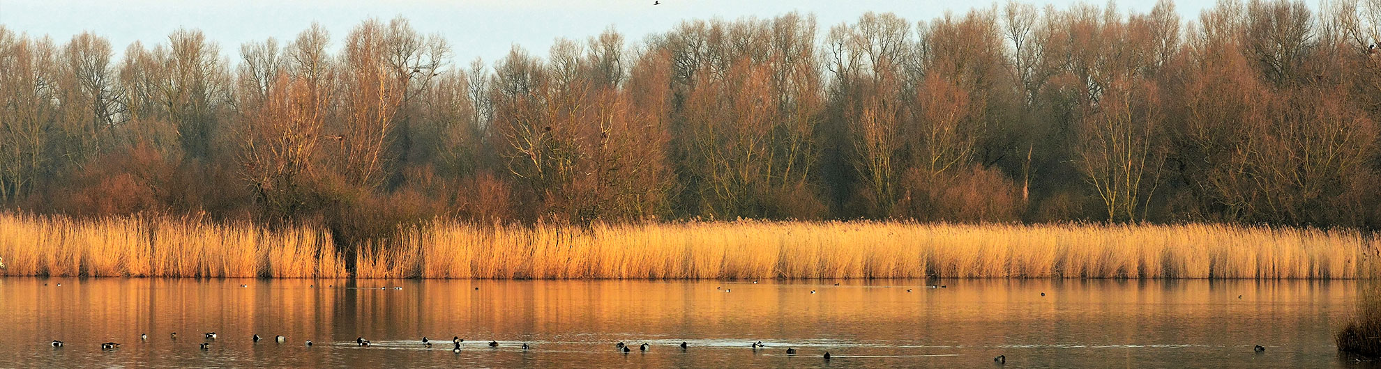 Oostvaardersplassen